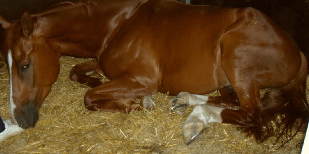 cavallo