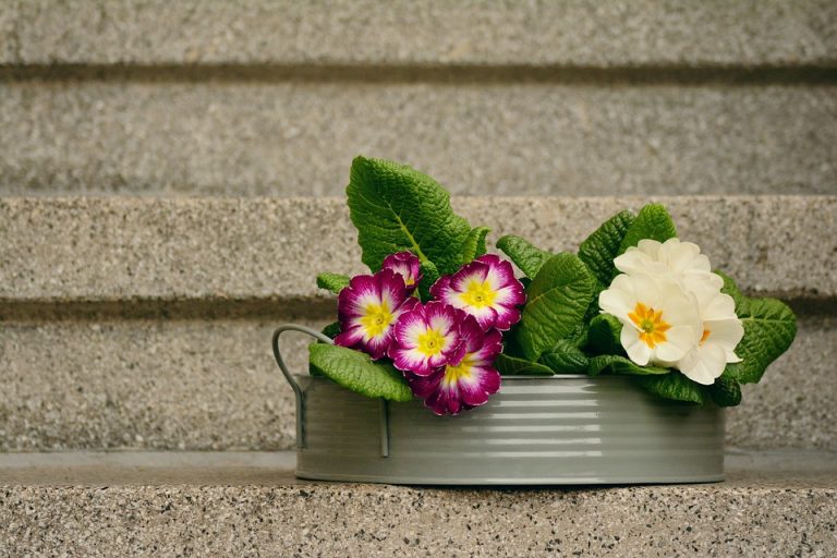 Primo giorno di primavera: 20 marzo 2020 arriva la primavera
