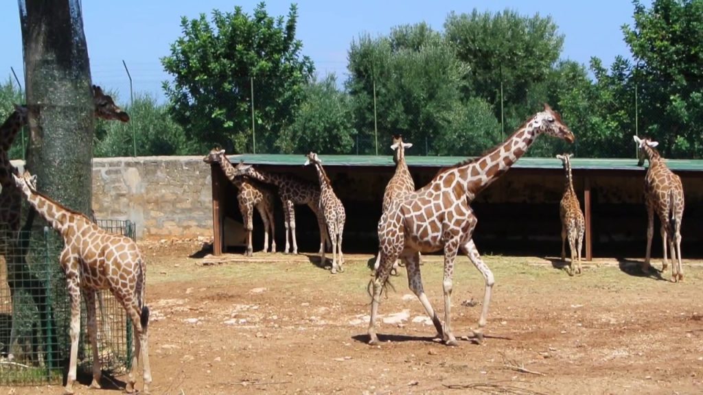 zoo safari fasano grandezza