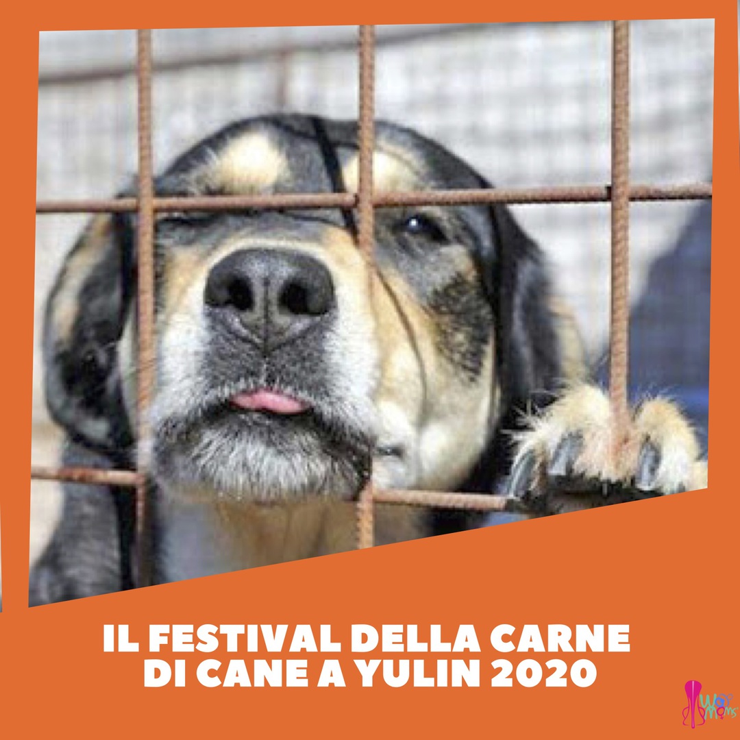 Festival della carne canina di Yulin 2020