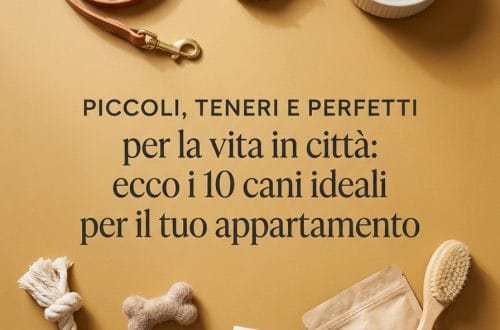 Accessori per cani piccoli e teneri ideali per la vita in città.