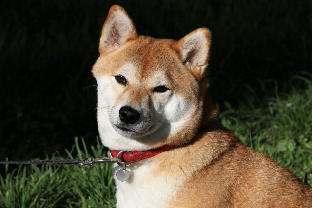 Shiba Inu - La migliore razza di cane per ogni segno zodiacale