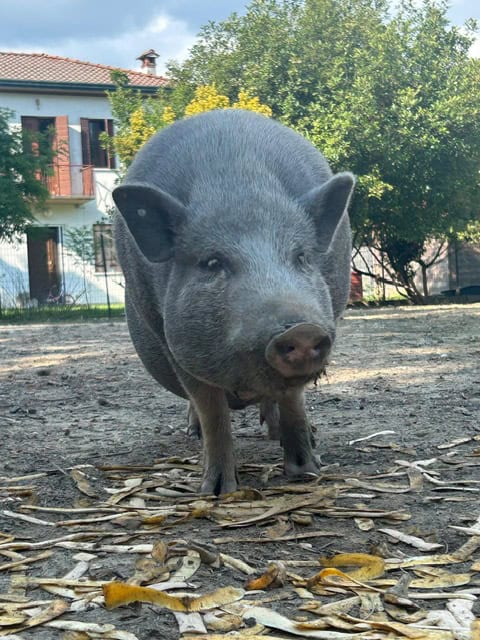 Santuari per animali liberi