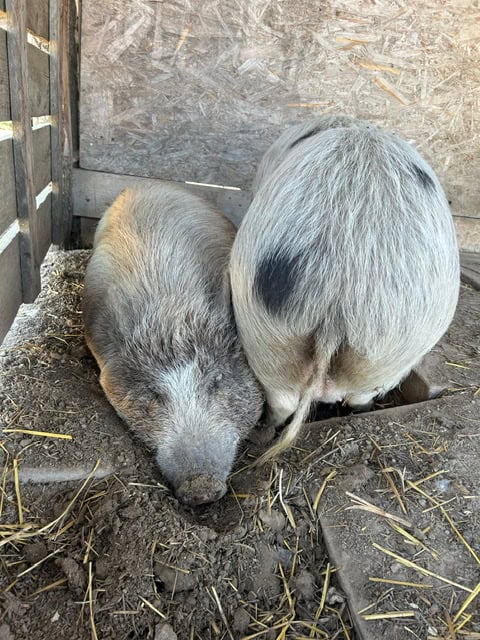 Maialini giovani che dormono nel fango in un recinto di fattoria rustico.