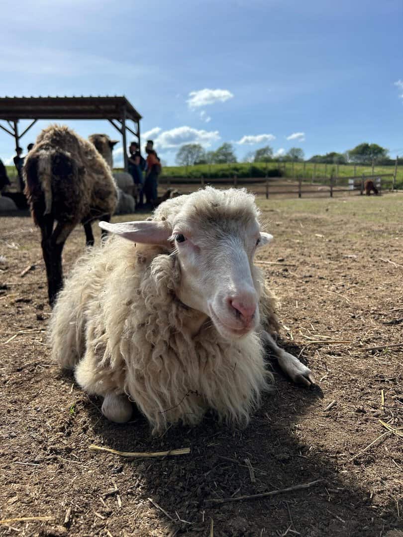 Mouton sdraiato in un'area all'aperto con altri animali e visitatori sullo sfondo.