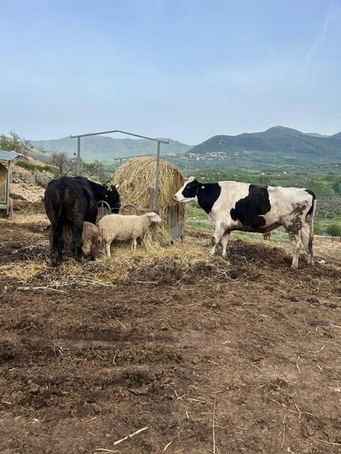 Vacca e pecora in un'area rurale con paesaggi montani sullo sfondo.