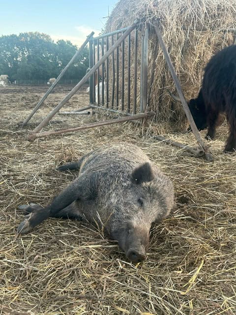 Maiale che riposa su paglia in un ambiente rurale con altri animali da fattoria.